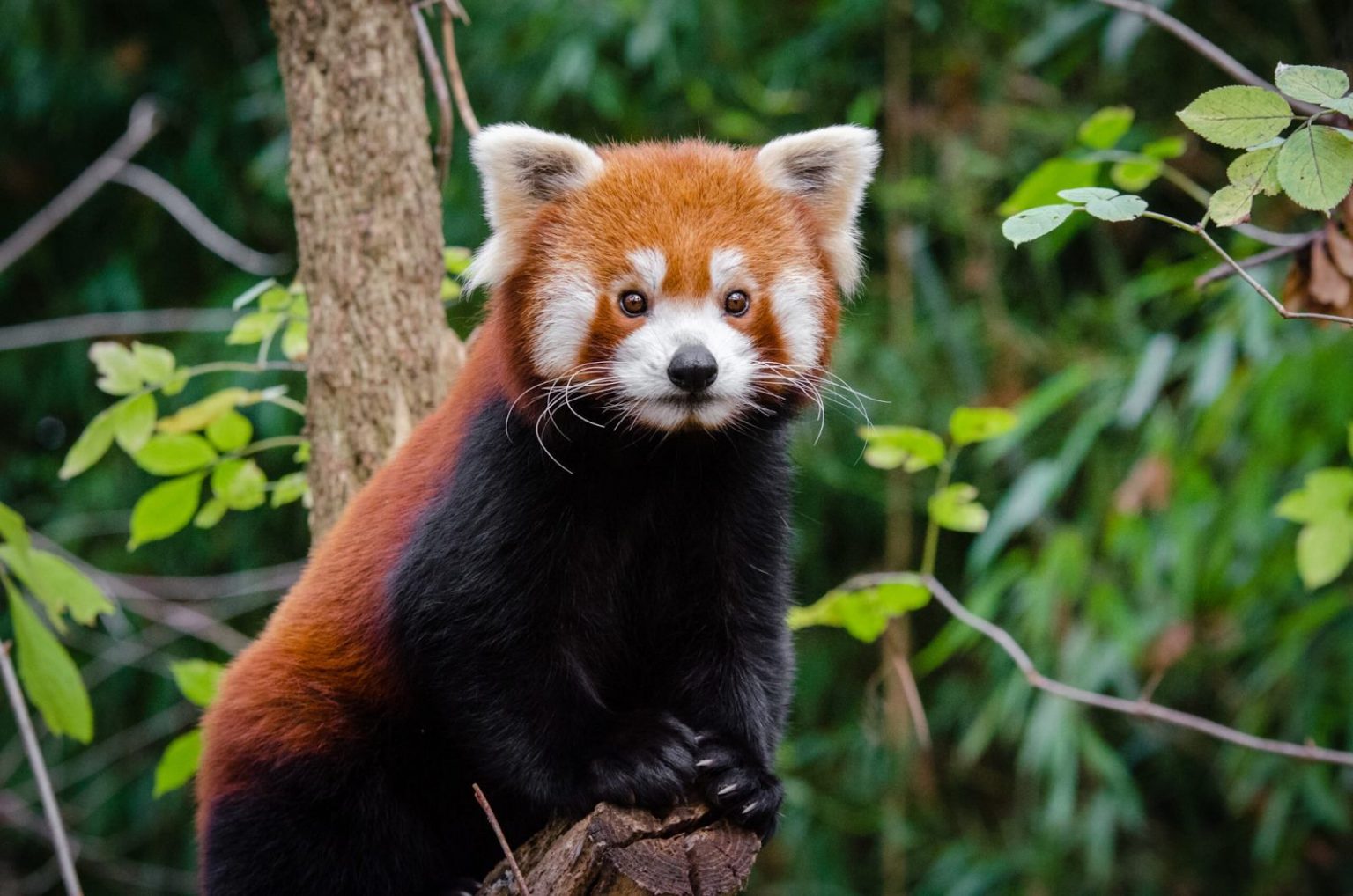 5 Endangered Species Facing Extinction Due To Deforestation