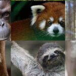 These 5 endangered species will be the next to go extinct due to deforestation if we continue to ignore the warnings.