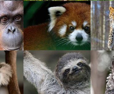 These 5 endangered species will be the next to go extinct due to deforestation if we continue to ignore the warnings.