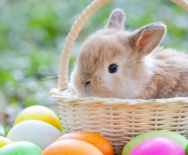 sustainable easter shopping