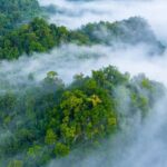 trees absorb greenhouse gases