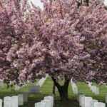 Great memorial trees to plant on great memorial day