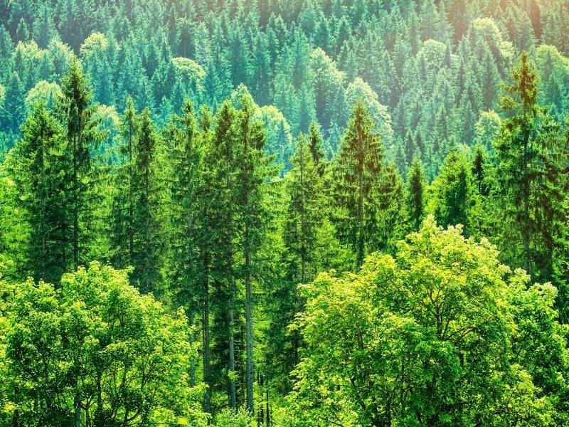 Forestry Carbon Credits: What Are They, And What Are Their Impacts?