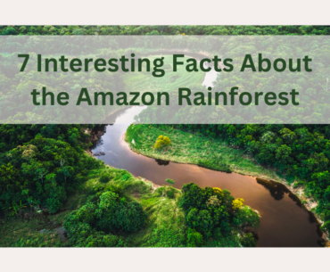 7 interesting facts about the amazon rainforest