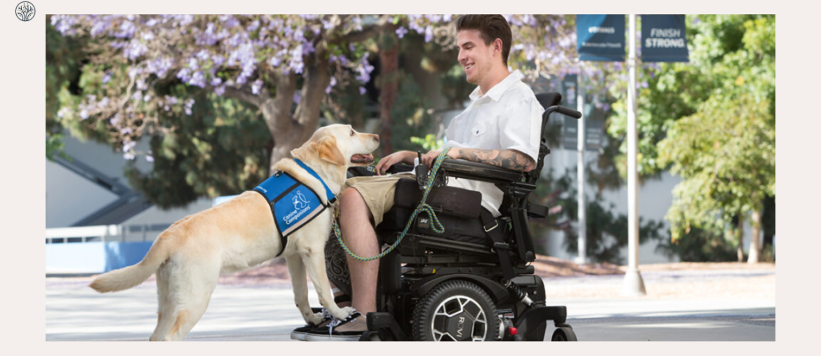 Best Online Service Dog Training Programs