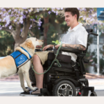 Best Online Service Dog Training Programs