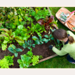 8 Best Vegetables For Raised Garden Beds