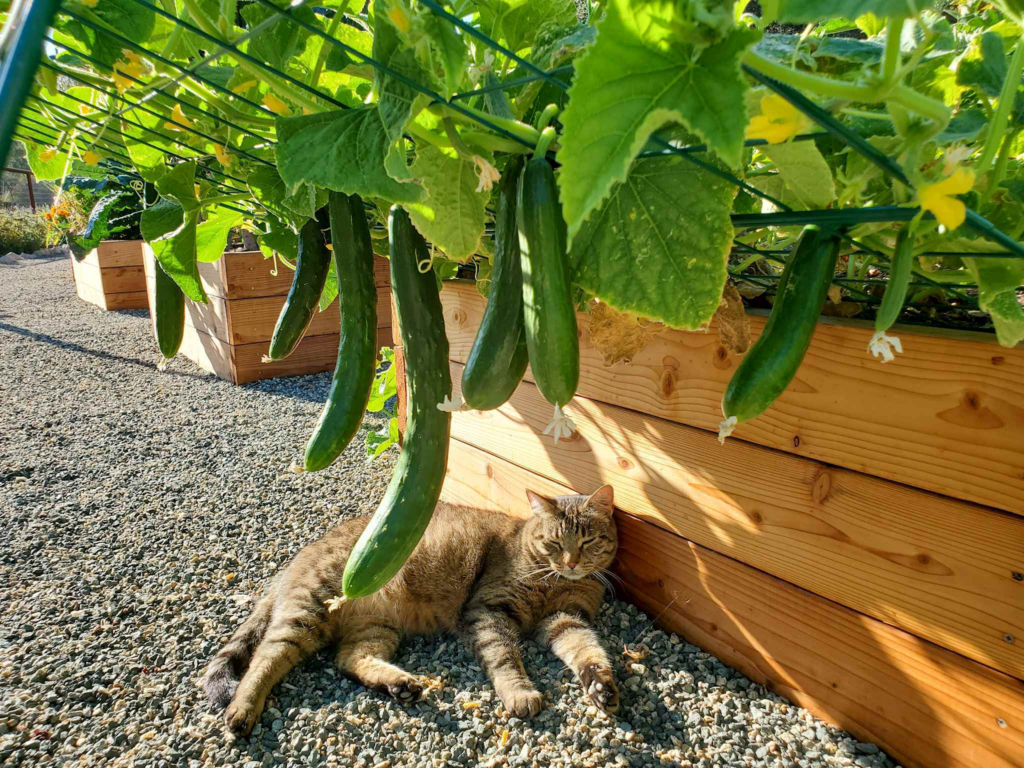 vegetables for raised garden bed: Cucumbers