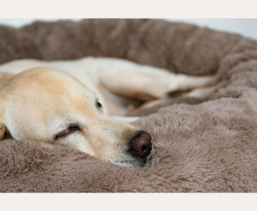 Best Dog Beds for Winter Comfort