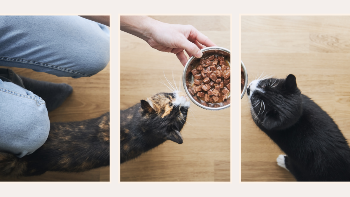 5 Best High Fiber Cat Food For A Healthy Feline