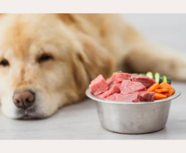 Best Raw Food For Dogs