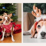 Best Dog Christmas Costumes