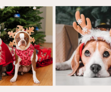 Best Dog Christmas Costumes