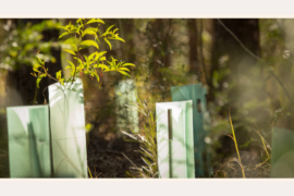 plastic-tree-guards