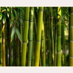 how-to-plant-bamboo