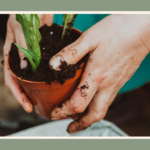 how-to-prepare-the-land-for-planting-in-pot