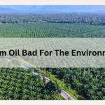 is palm oil bad for the environment?