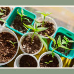 prepare-seedlings-for-planting