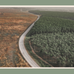where-is-deforestation-the-worst