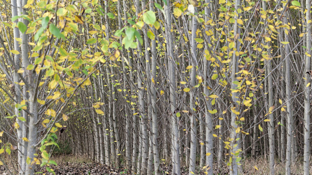 Black Cottonwood