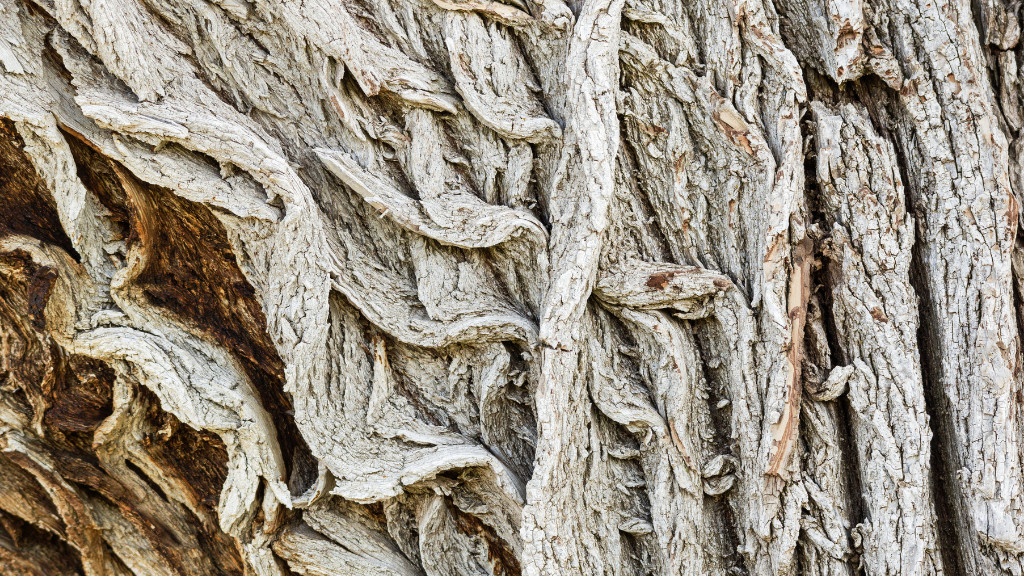 Cottonwood Bark