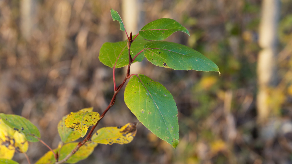 Cottonwood Leaves