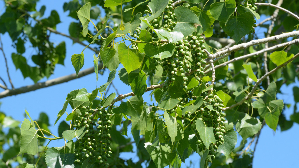 Eastern Cottonwood