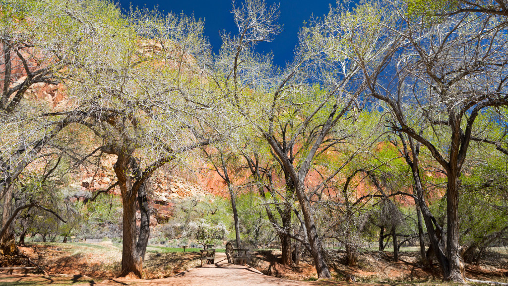 Fremont Cottonwood