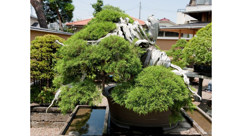 Juniper Bonsai 