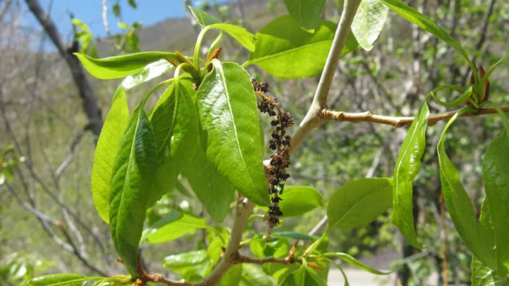 Lanceleaf Cottonwood