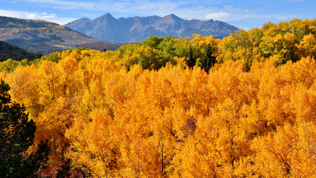 Narrowleaf Cottonwood