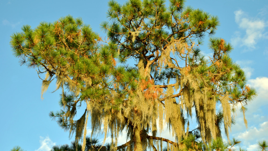 Swamp Cottonwood