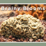 flowers that looks like a brain