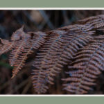 how cold can Boston fern tolerate