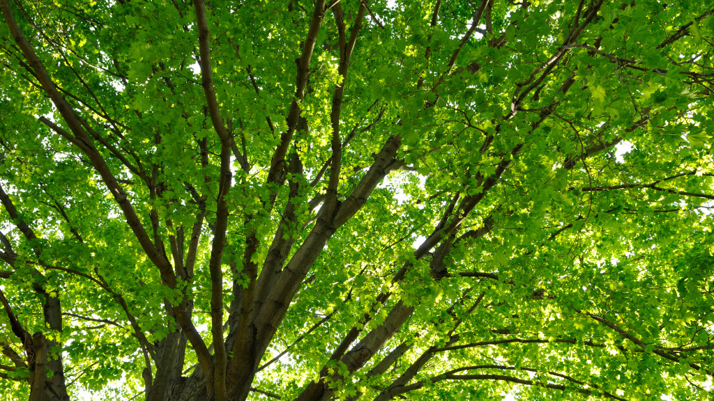 how many leaves are on a maple tree