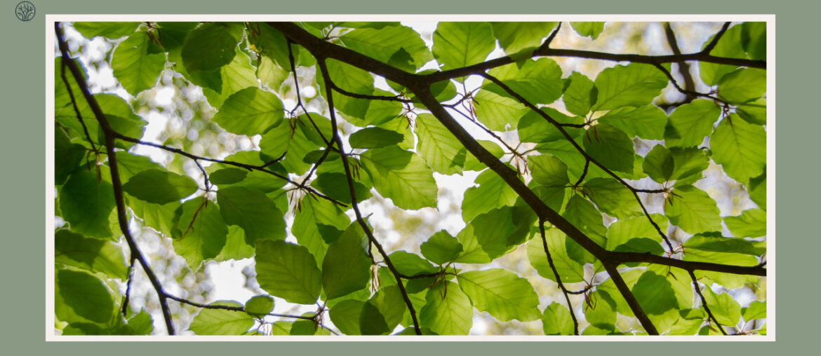 how many leaves are on a tree