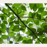 leaves of dogwood trees