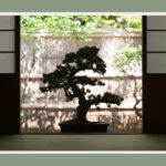 oldest bonsai tree in the world