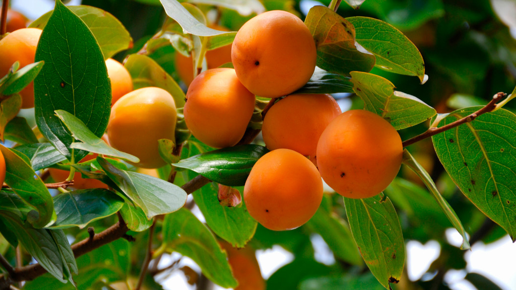 ripe persimmon