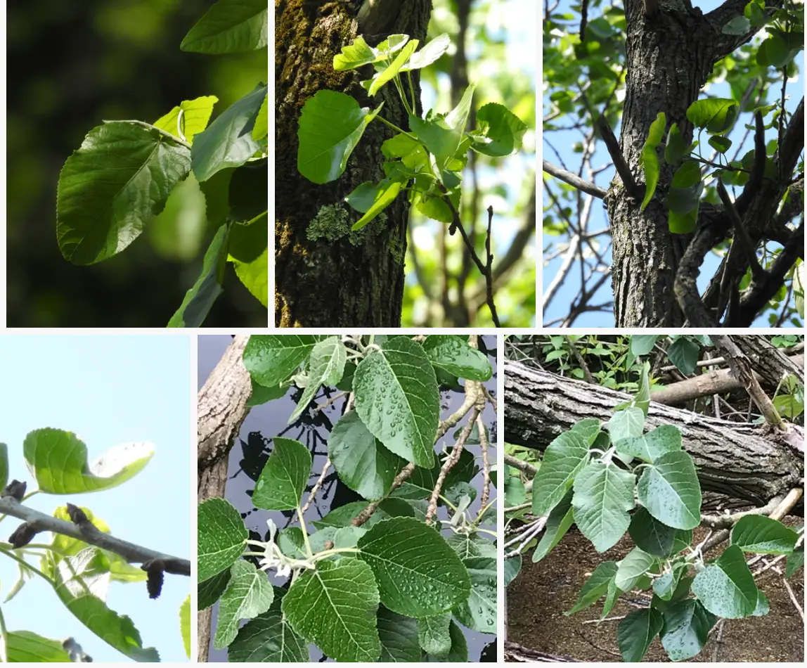 swamp cottonwood