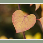 tree with heart shaped leavestree with heart shaped leaves