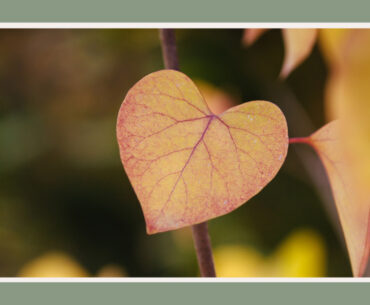 tree with heart shaped leavestree with heart shaped leaves