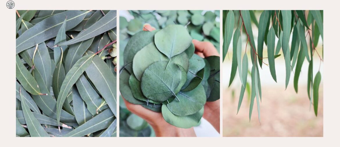 types of eucalyptus leaves