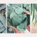 types of eucalyptus leaves