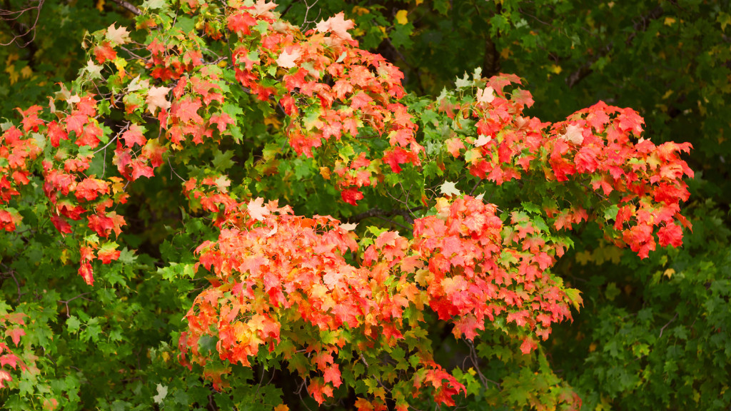 ways to estimate how many leaves are on a tree