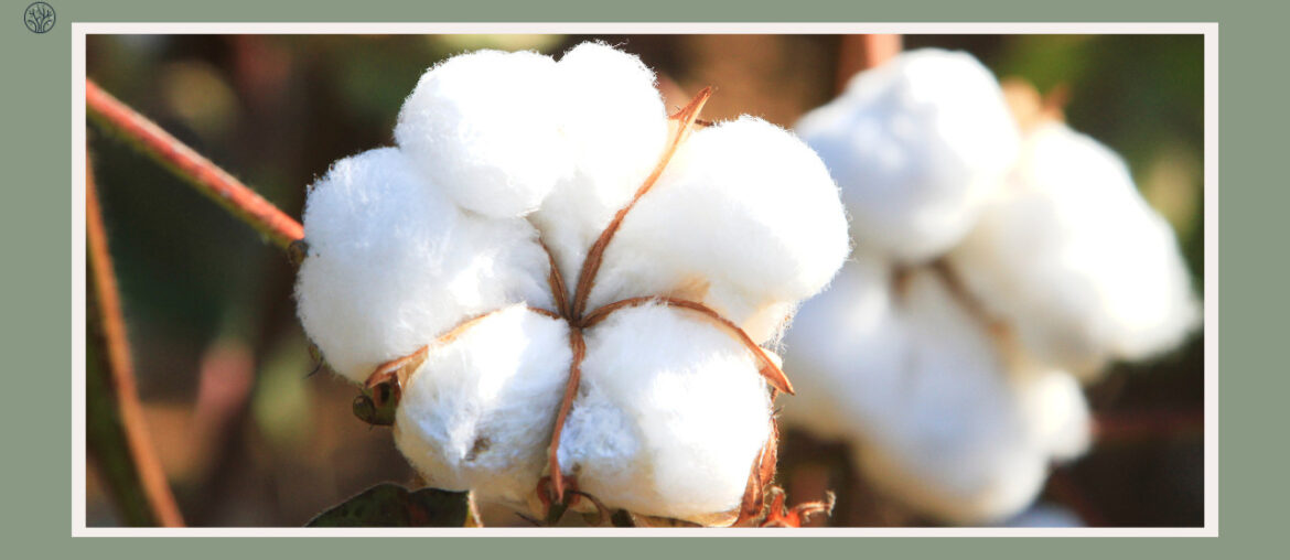 what do cottonwood trees look like