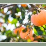 what does a persimmon tree look like