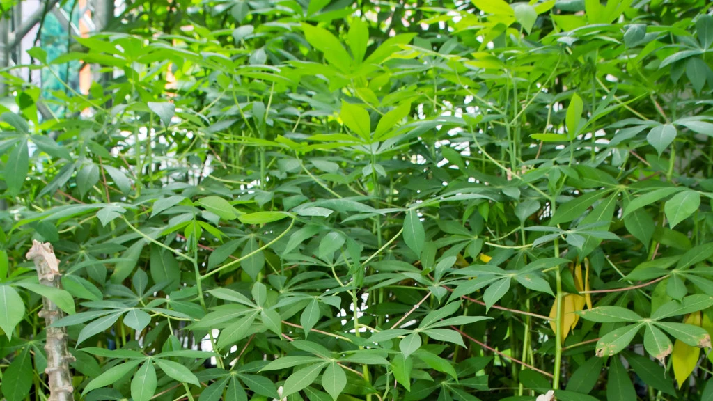 Cassava plant