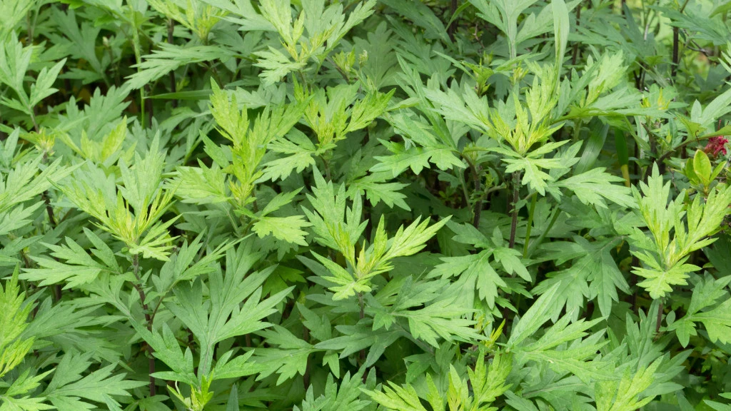 Mugwort plant