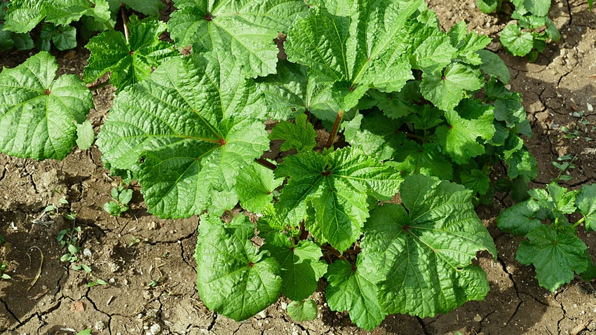 Okra plant